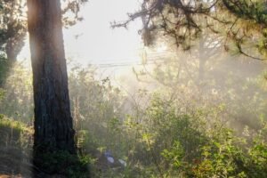 Pine forest in the early morning sun, Da Lat