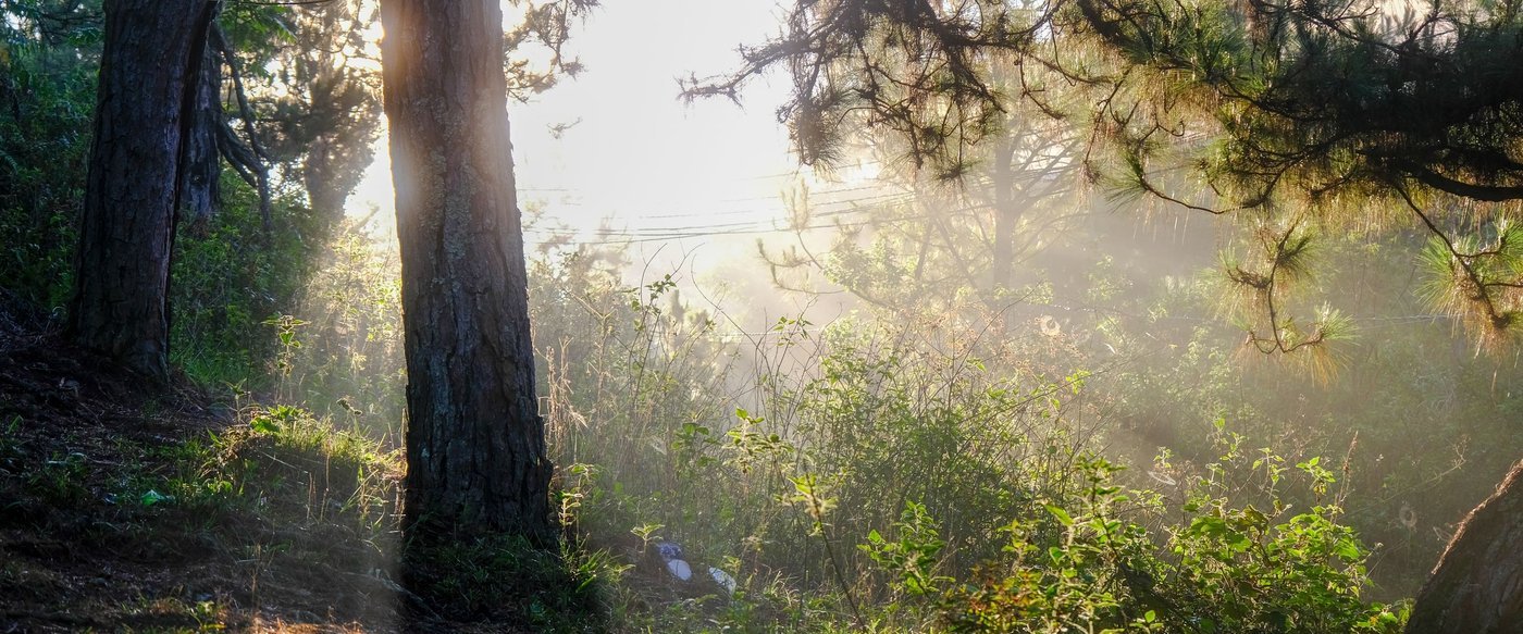 Pine forest in the early morning sun, Da Lat