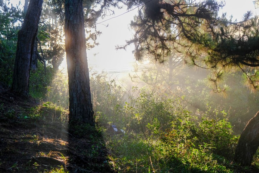 Pine forest in the early morning sun, Da Lat