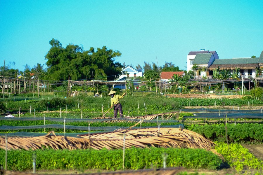 Garden beds in Tra Que vegetable village, Hoi An