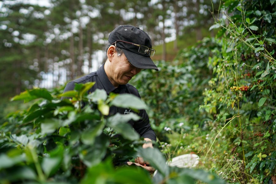 Picking coffee on a farm in Lam Dong