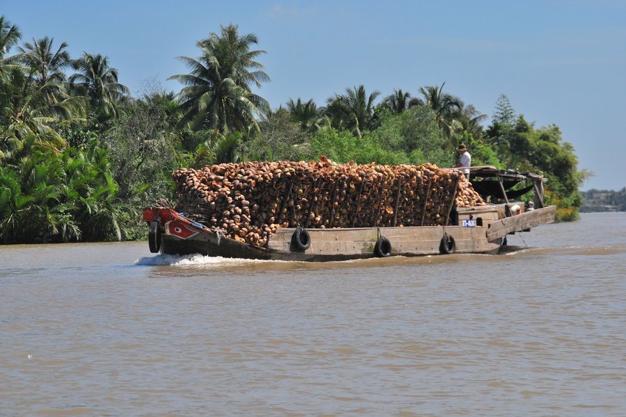 Boat carrying coconuts in the Mekong Delta