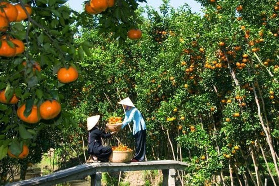 Visiting a fruit orchard in the Mekong Delta