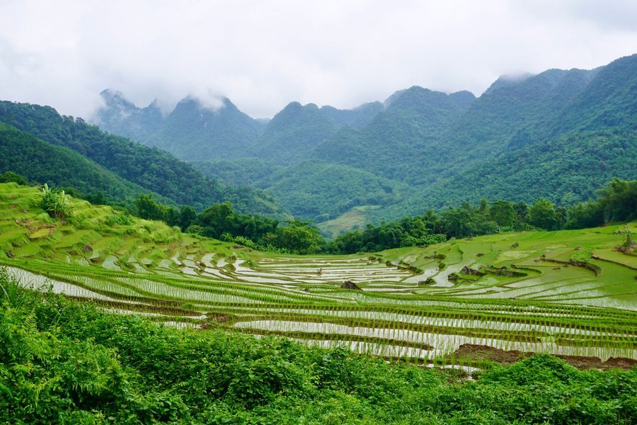 Rice fields and mountains in Pu Luong