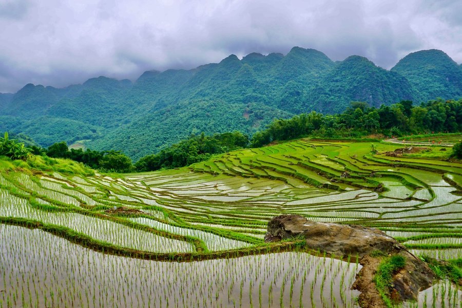 Rice terraces in Pu Luong