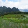Rice valley in Pu Luong
