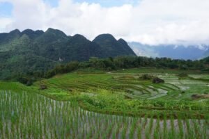 Rice valley in Pu Luong